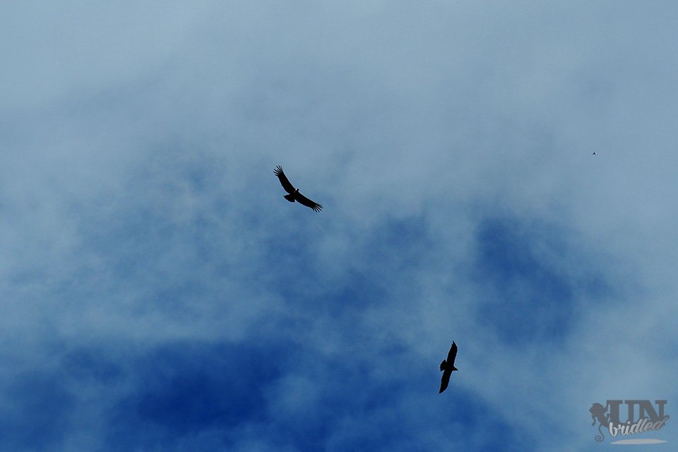 Two flying Andean Condors flying in the sky